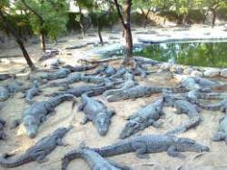 Kotmisonar Crocodile Park  